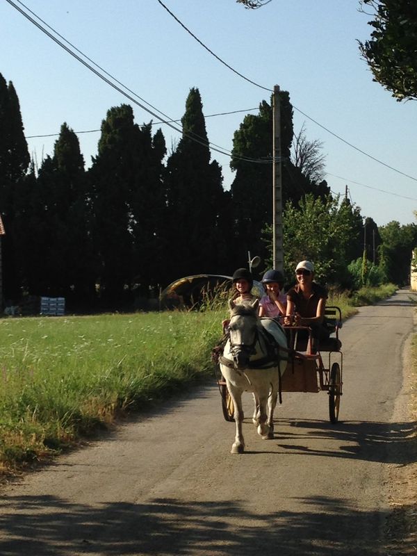 Planning des activités poney à venir aux Ecuries du Mas Neuf Salon de Provence
