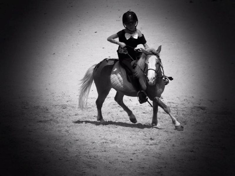 Stages vacances juillet poney chevaux salon de provence PACA bouche du rhone