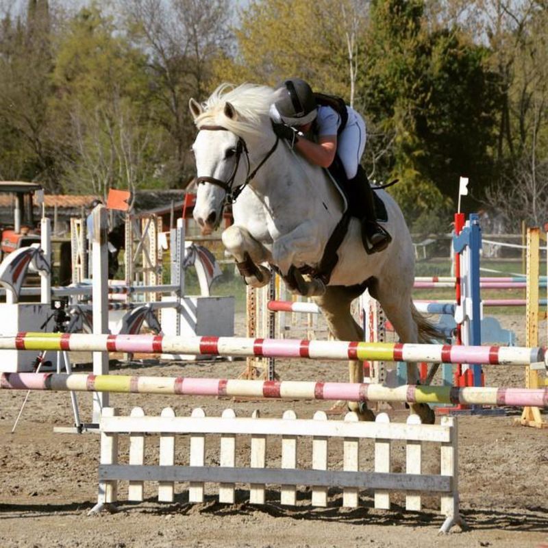 concours PACA ecuries du mas neuf