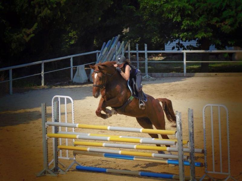 Lecon d'équitation PACA bouche du rhone 13300 mas neuf poney baby cheval