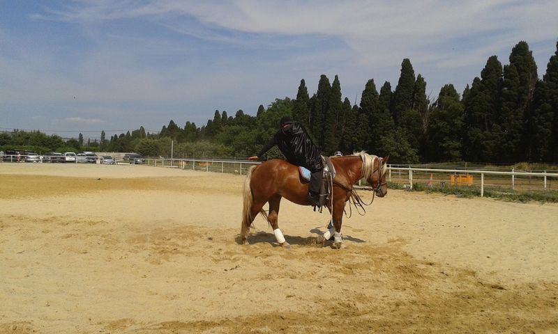 Lecon d'équitation PACA bouche du rhone 13300 mas neuf poney baby cheval