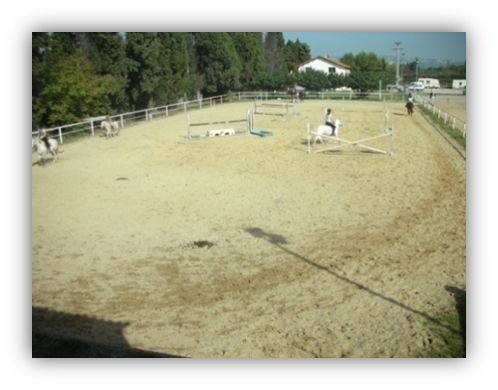 ecuries du mas neuf pension chevaux PACA